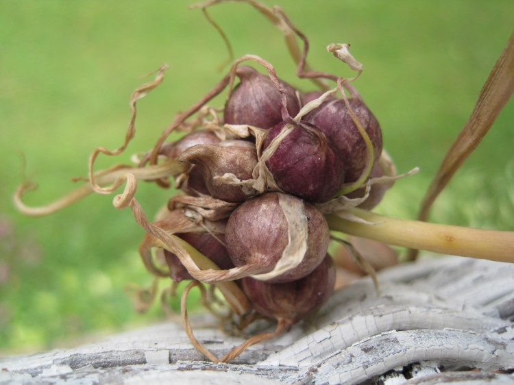 onions on front porch