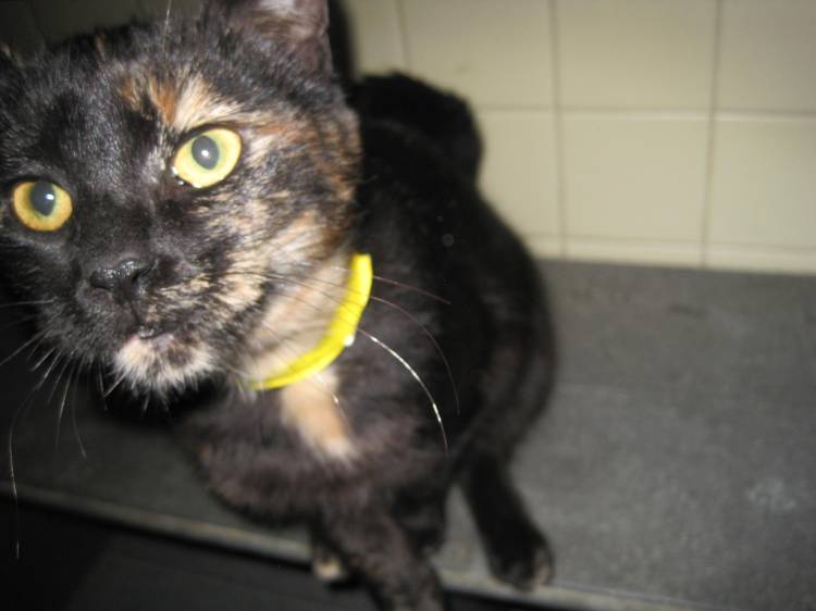 cat cat SPCA Cattaraugus County Sweetgum