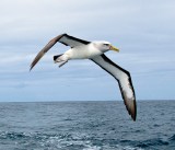 Sleeping Sea Bird Sleeping Sea Bird